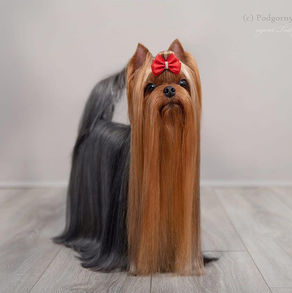 DE LAVER STYLE ROBERTINO DE LAVER STYLE — Labaza DogPedigree YorkshireTerrier